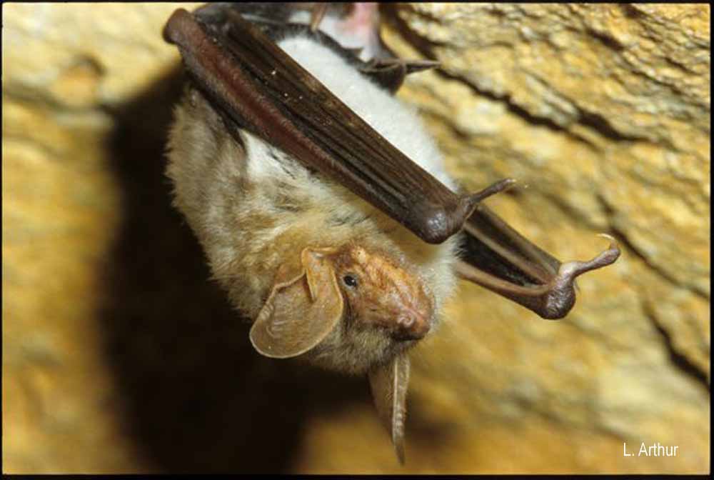 grand_murin_Arthur L.