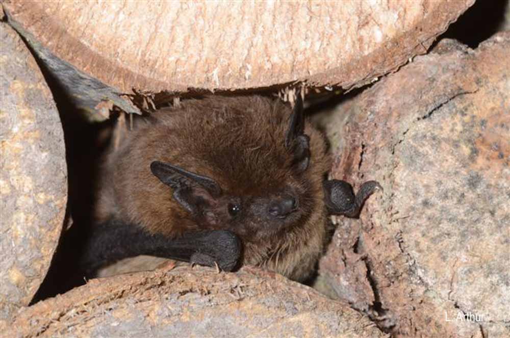 pipistrelle_de_Nathusius_Arthur L.