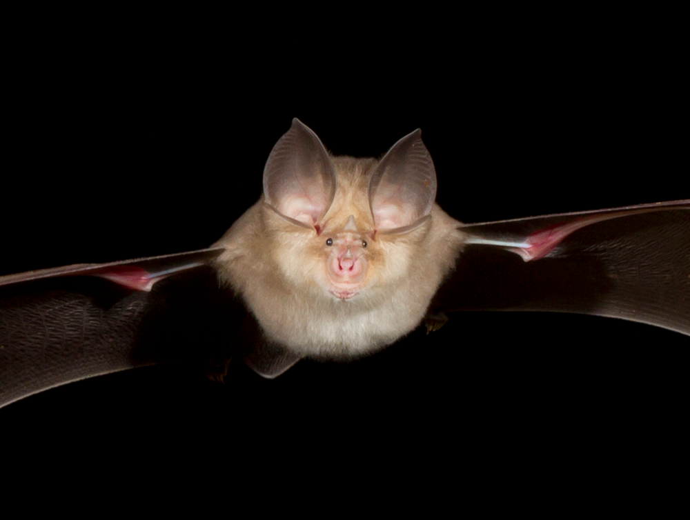Rhinolophe_euryale_M_Valsin