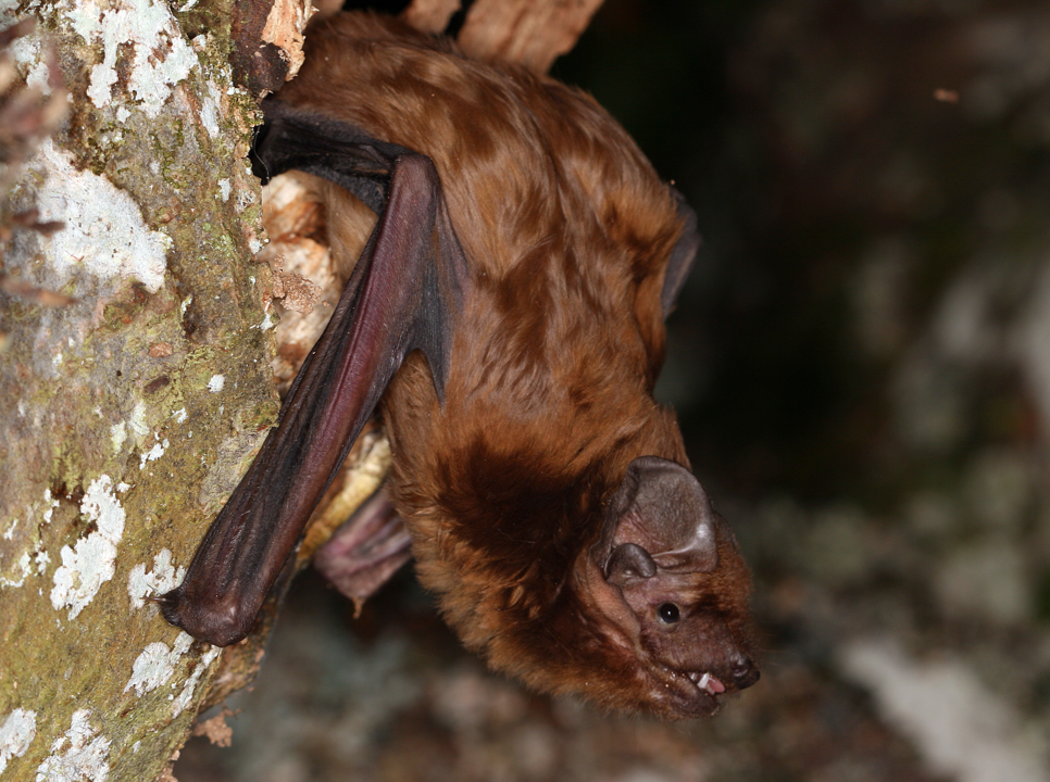 Grande_noctule_F_Sané