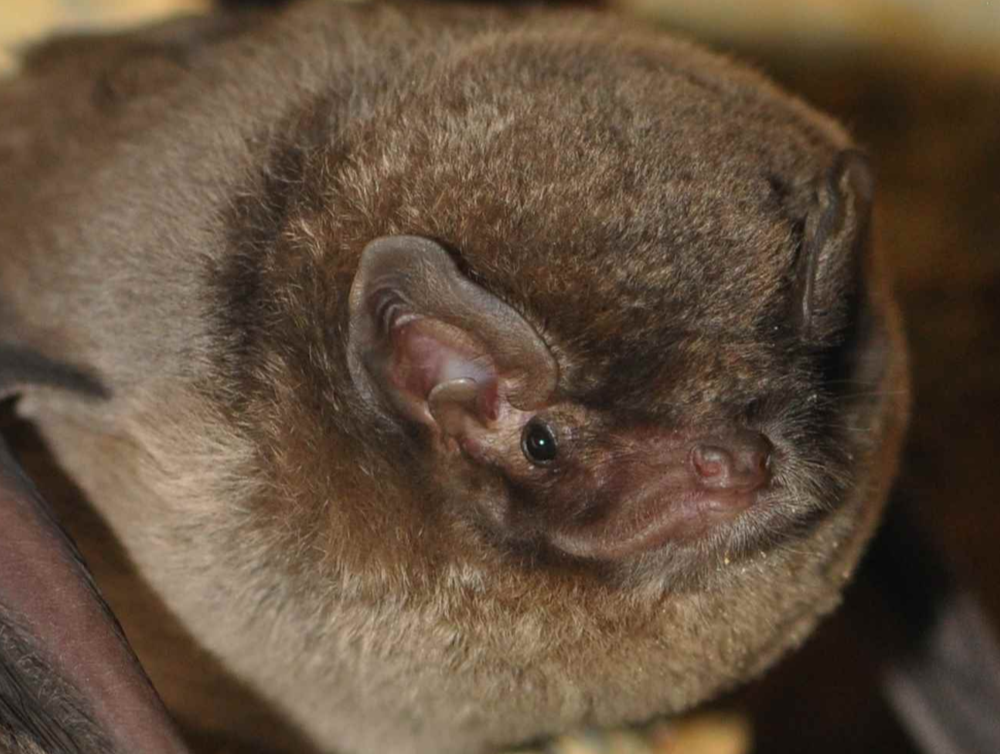 Minioptère_de_Schreibers_B_Baillat