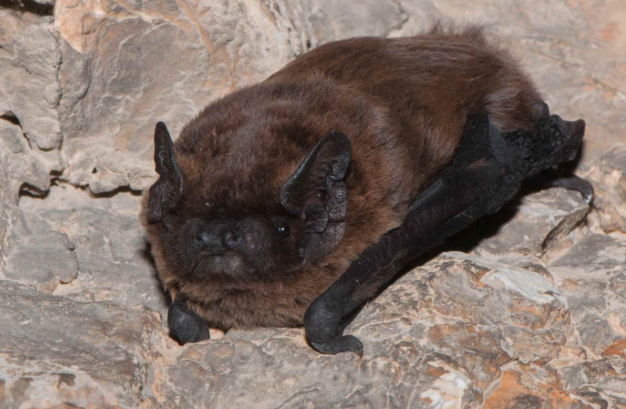 noctule_de_leisler_B_Baillat