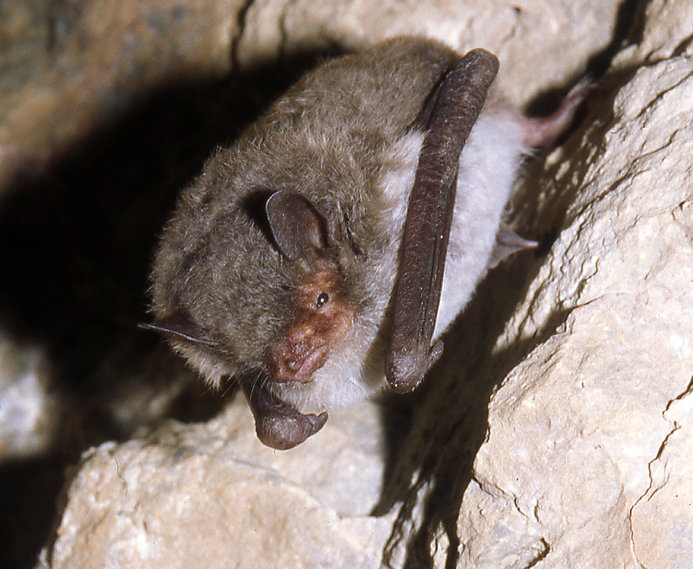 murin_de_capaccini_V_Rufray