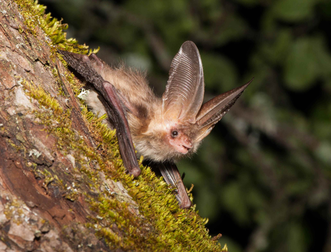 Oreillard_roux_B_Baillat