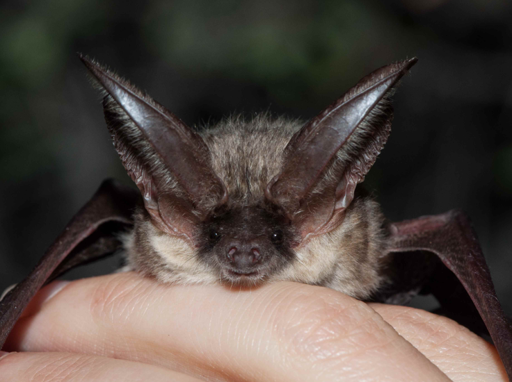 oreillard_gris_O_Vinet