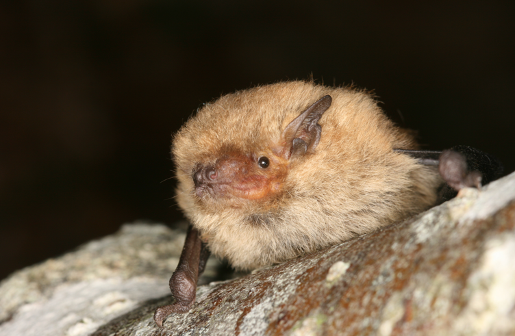 pipistrelle_pygmée_F_Sané