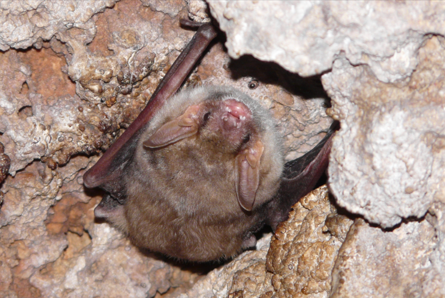 Petit_murin_R_Colombo