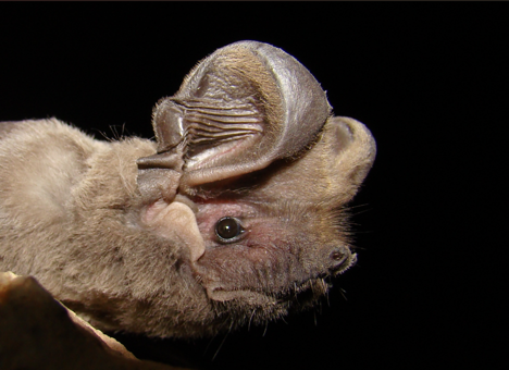 Molosse_de_cestoni_B_Carré