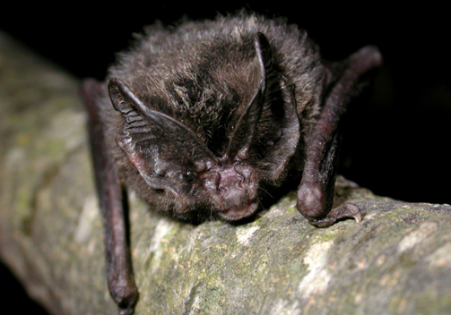 barbstelle_d’Europe_V_Prié