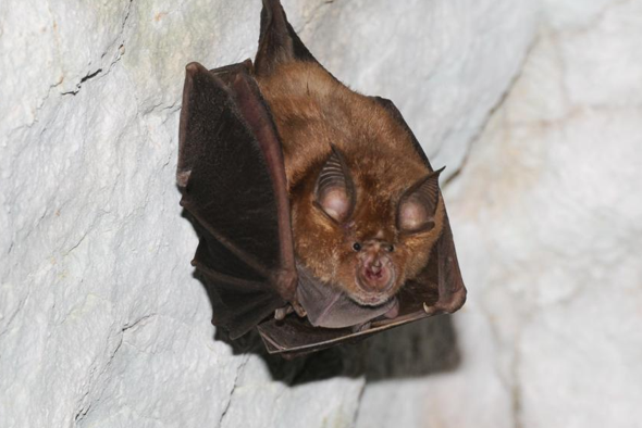 grand_rhinolophe_LJouve