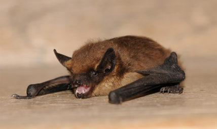 sérotine_commune_LJouve_libre_de_droit