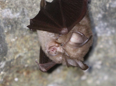 petit_rhinolophe_IEbrova_libre_de_droit