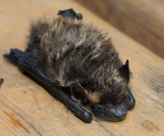 sérotine_de_nilsson_PPolezhankina_libre_de_droit