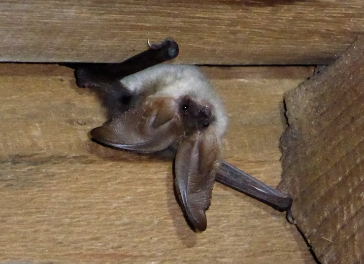 oreillard_montagnard_TAndriollo_libre_de_droit