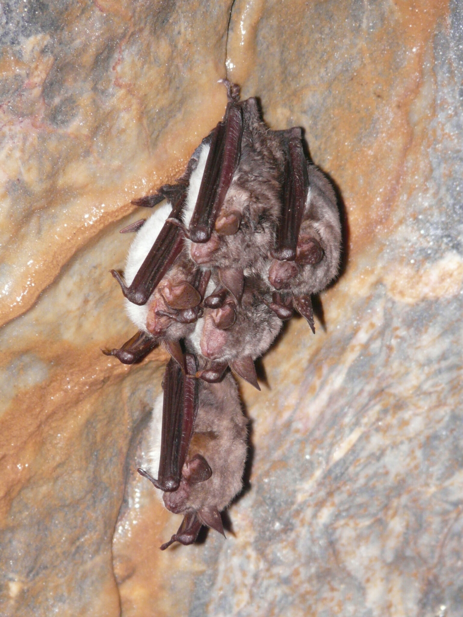 Hibernation_Grand Murin_Raphael Colombo