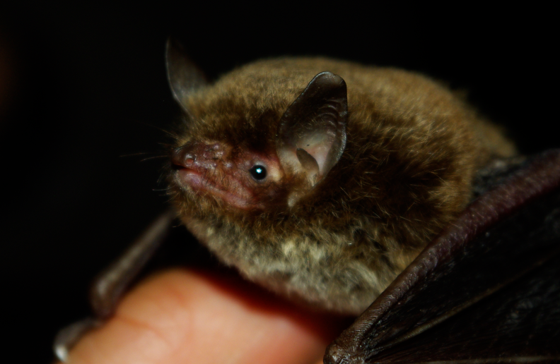 murin_de_daubenton_Julien Penvern