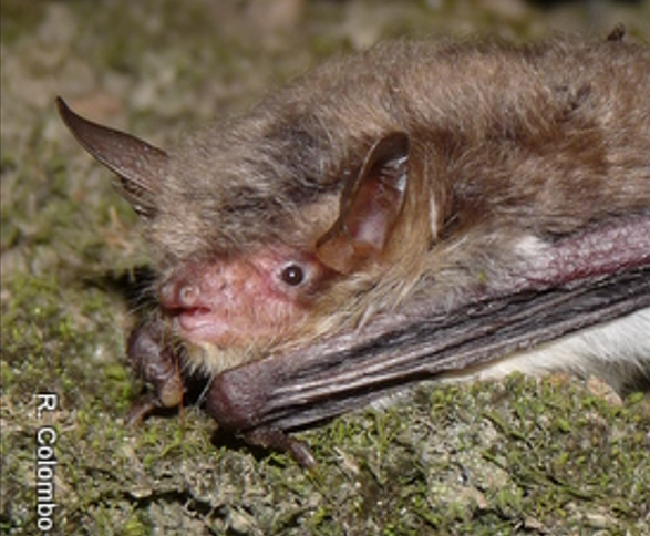 Murin de Natterer_Raphael Colombo (2)