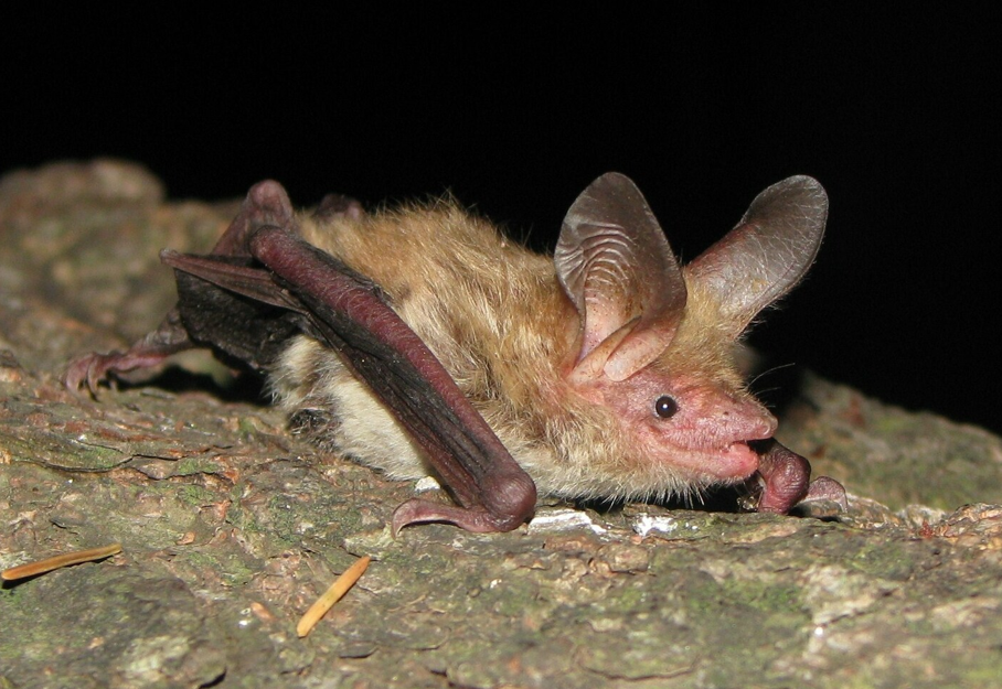 murin_de_bechstein_Albania_Mateusz Ciechanowski
