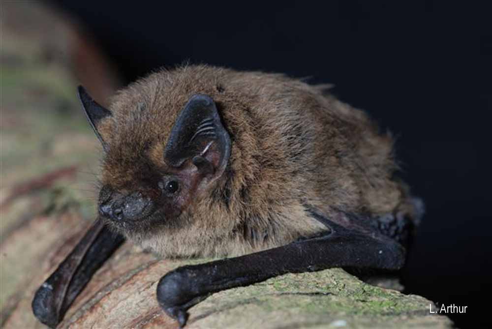 Pipistrelle_de_Kuhl_Laurent Arthur