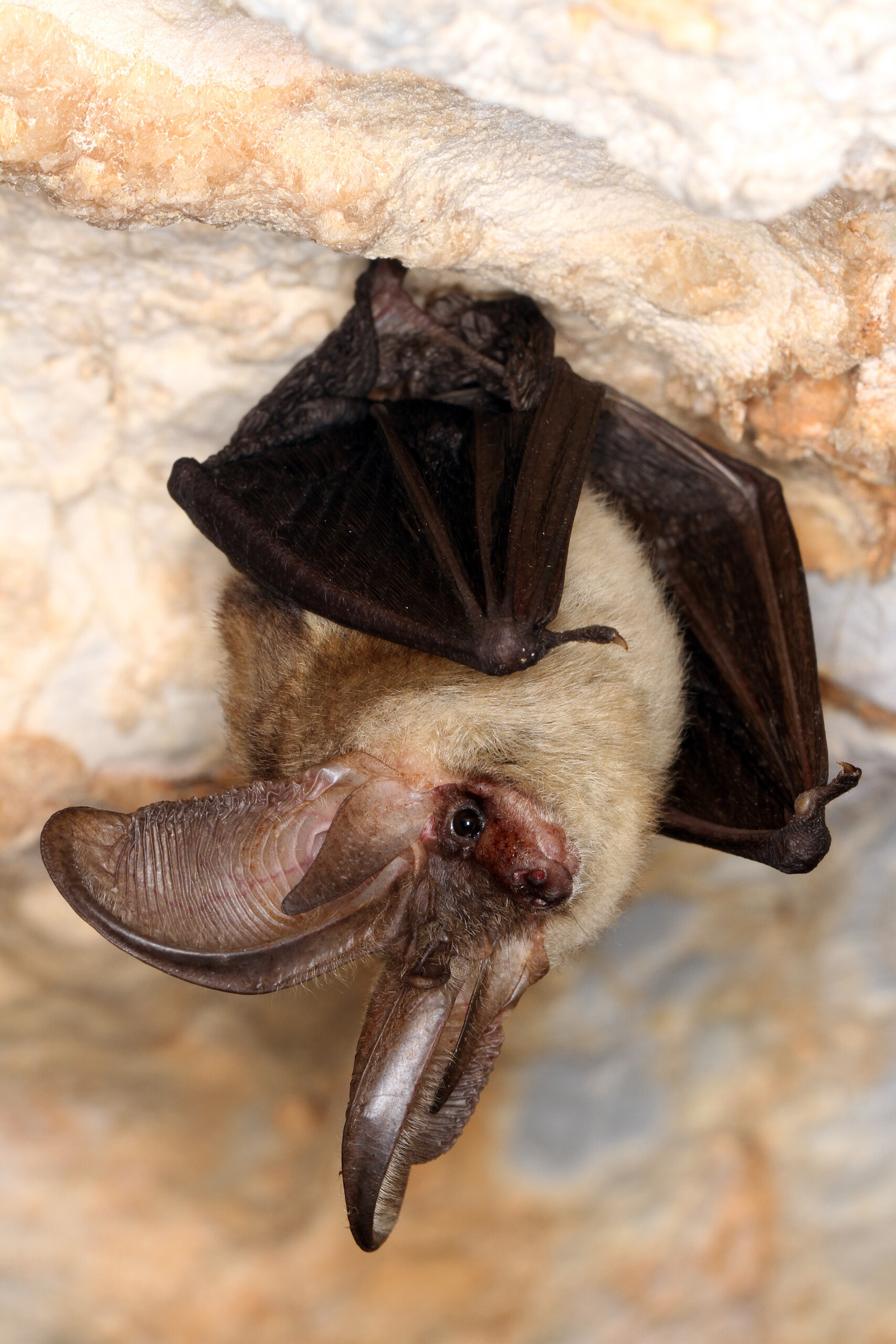 Oreillard_gris_FSané