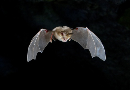 Rhinolophus_mehelyi-C._Robiller