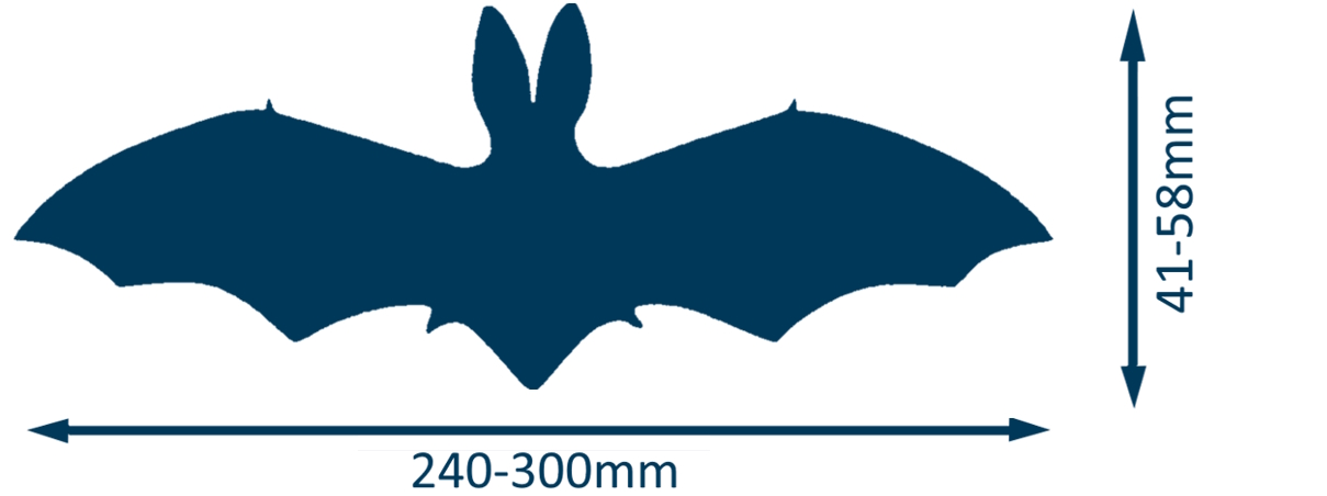 Silhouette_oreillard_gris__