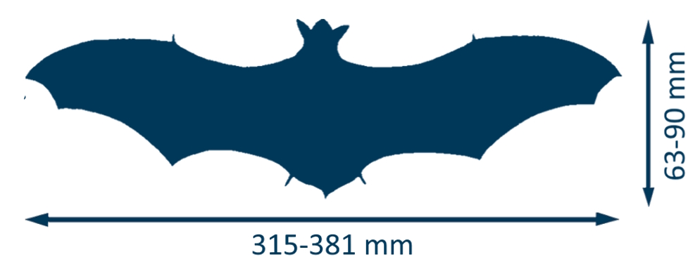 Silhouette_serotine_commune-