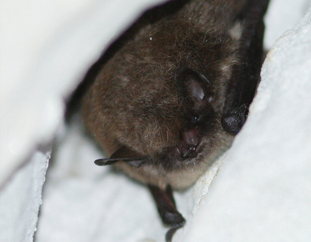 murin_a_moustaches_JRenoult_libre_de_droits