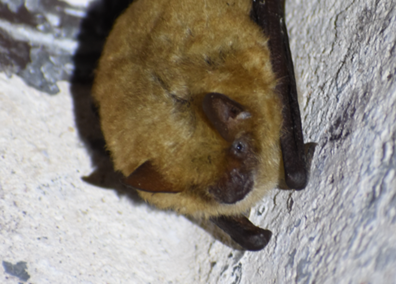 murin_a_oreille_echancree_Vrignaud_Antoine
