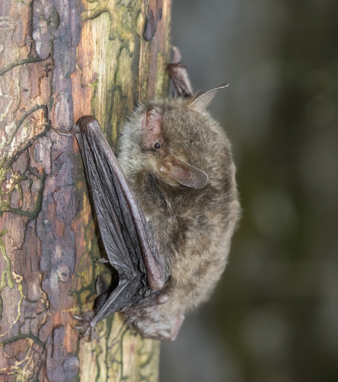 murin_de_natterer_Polina Polezhankina_libre_de_droit