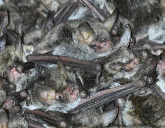 murin_d’escalera_J_Cruzado_Cortés_