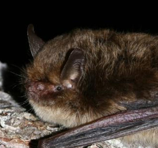 murin_d’alcathoe_manuel_ruedi_libre_de_droit