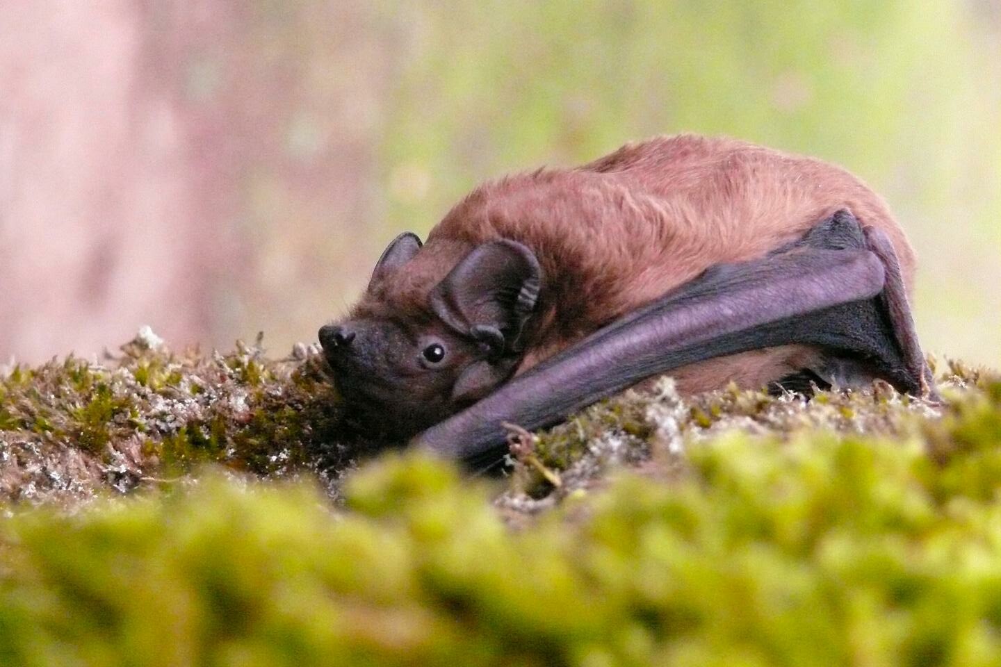 noctule_commune_ludovic_jouve_libre_de_droit