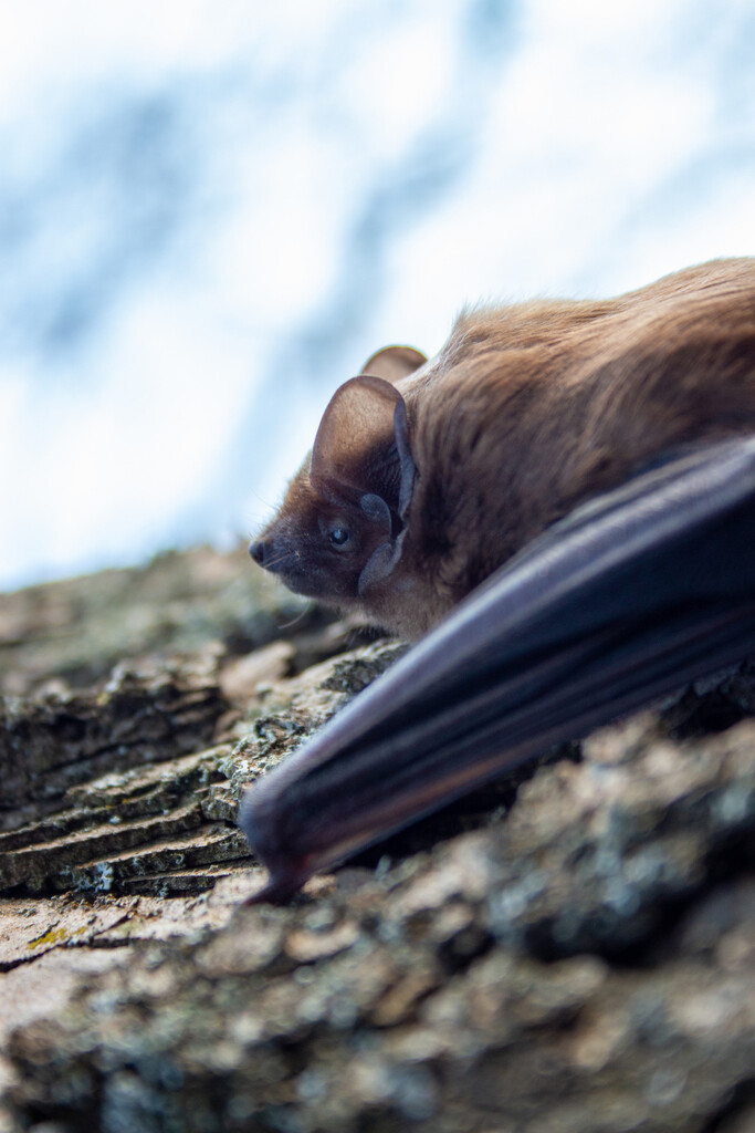 noctule_commune_ognevit(inaturalis)_libre_de_droits