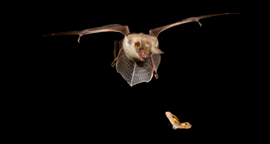 petit_murin_Matthieu_Vaslin