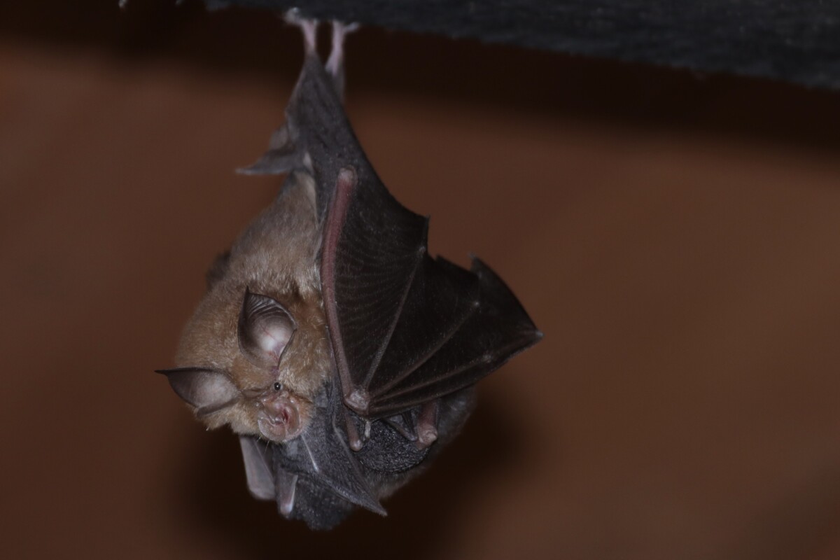 petit_rhinolophe_mise_bas_V_Rudyi_libre_de_droit