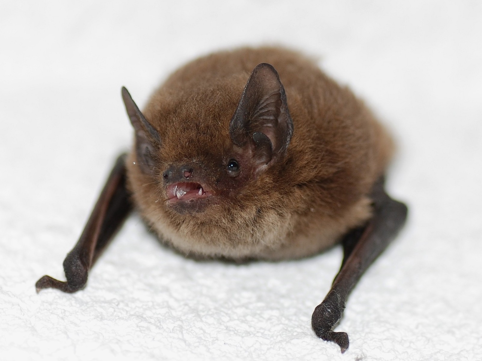 pipistrelle_commune_sophie-bareille_5