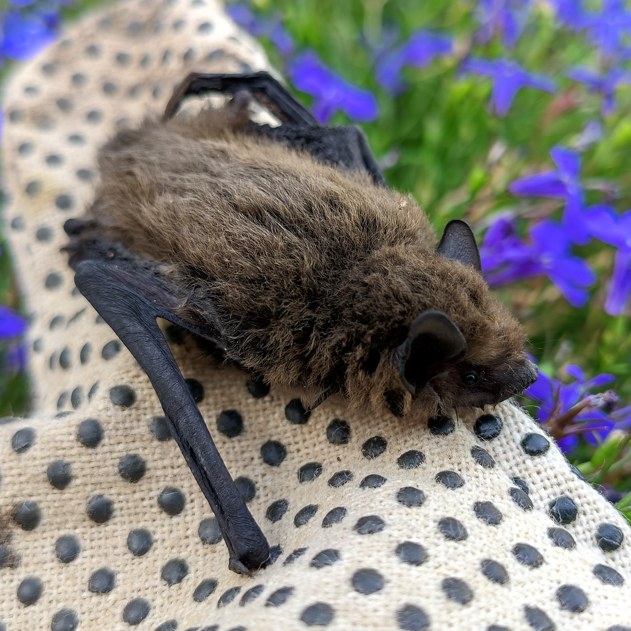 sérotine_commune_S_Mende