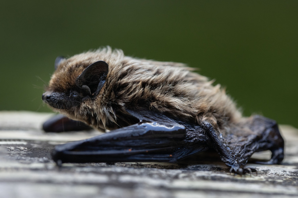 vespère_de_savi_KZyskowski_libre_de_droit