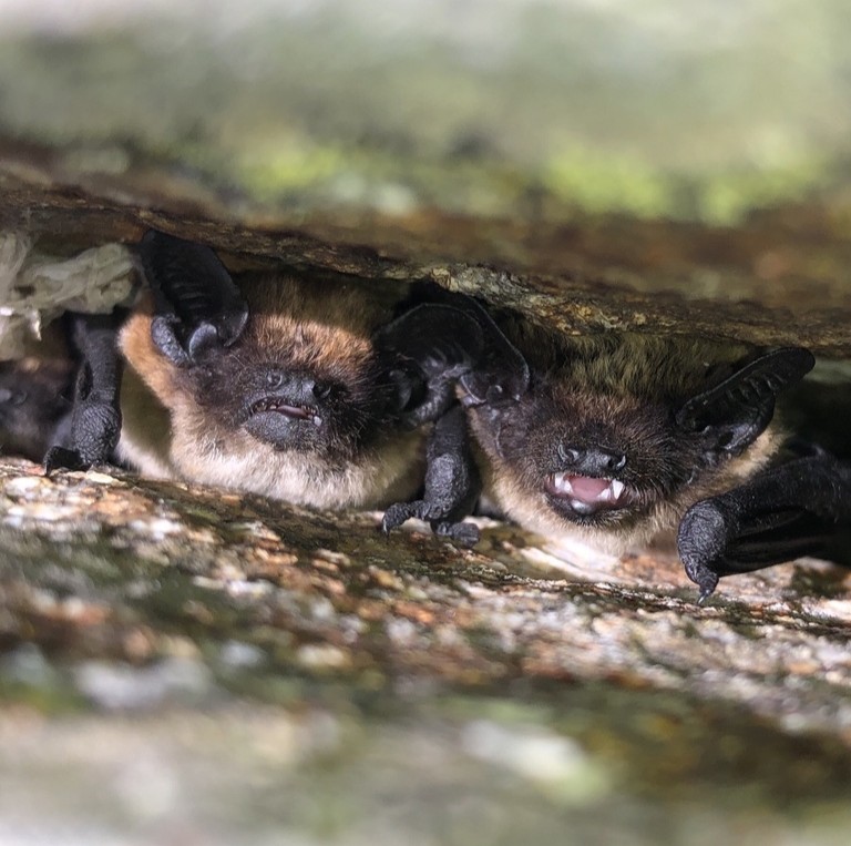 vespère_de_sevi_poblado_verde_en_acción_libre_de_droit