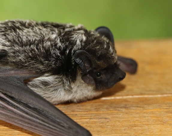 vespertillion_bicolore_PPolezhankina_libre_de_droit (2)