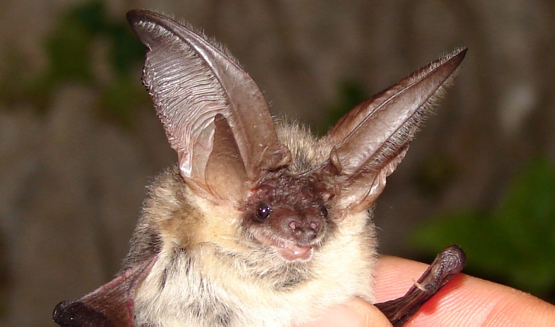 Plecotus_austriacus_1_OVinet