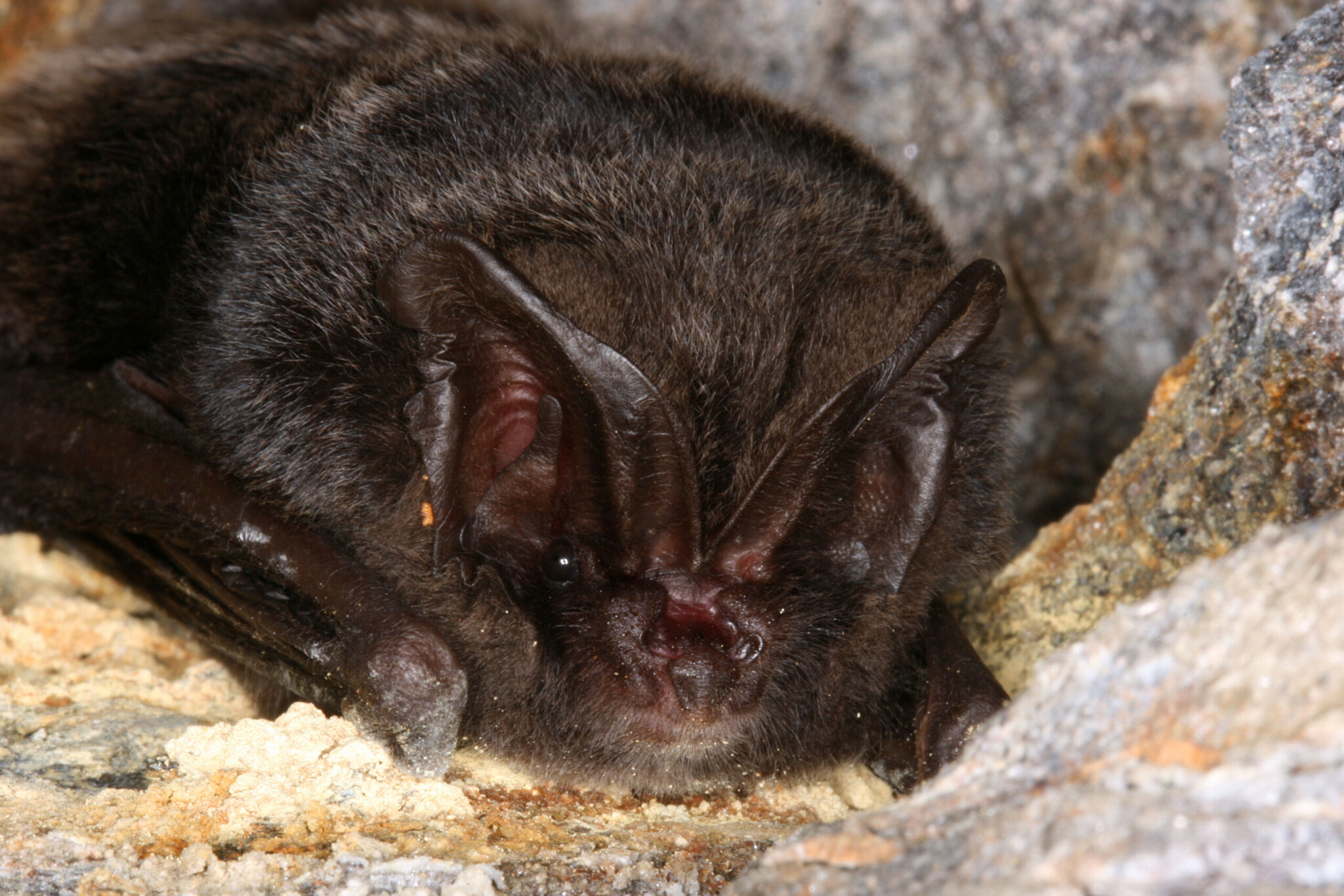 Barbastelle d’Europe_F-SANE-ALEPE