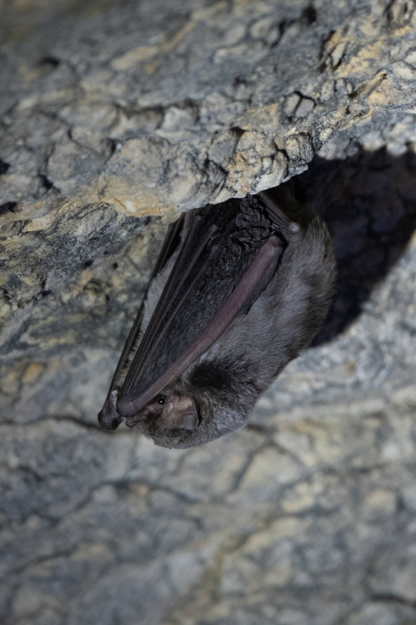 minioptère_de_schreibers_Demian_Hiß_